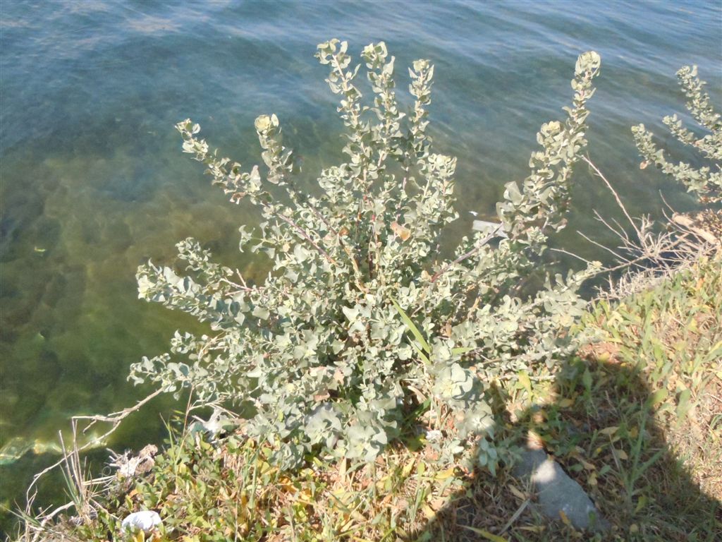 Pianta da Miseno2